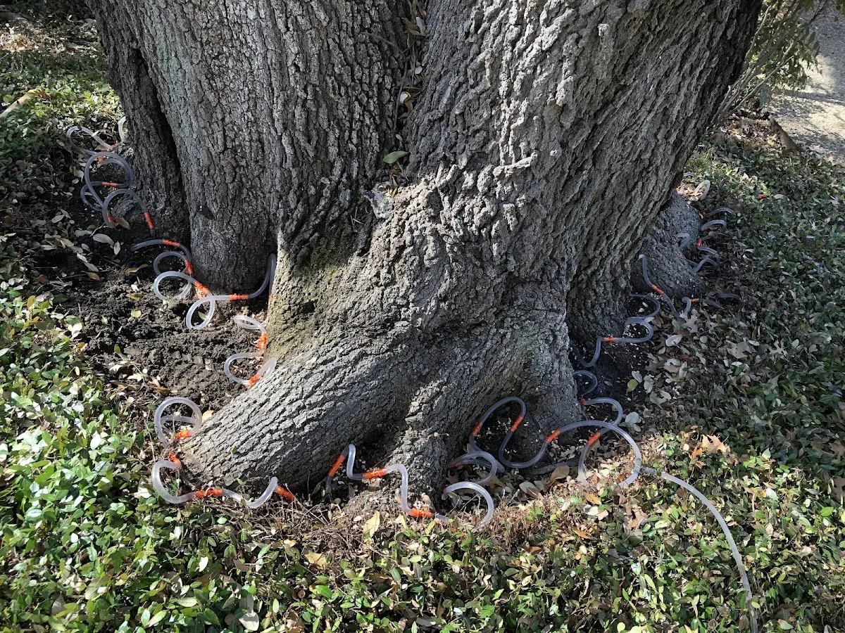 Detailed Shrub and Hedge Trimming job site in League City
