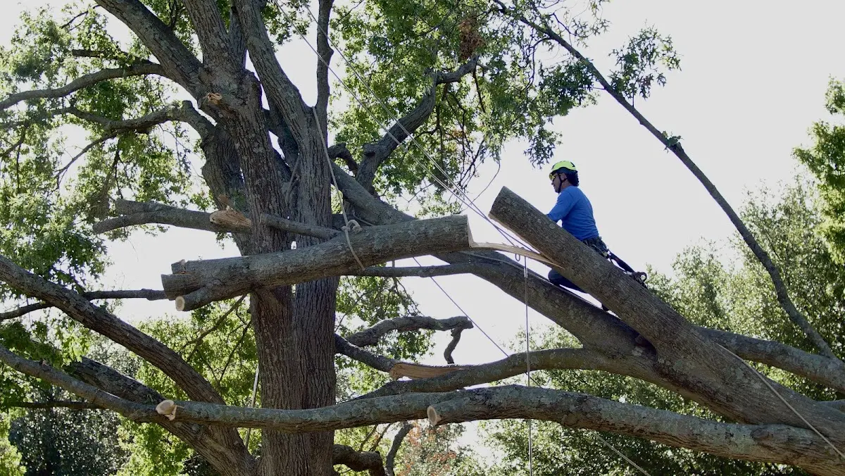 Professional Crown Thinning performed by certified arborists in League City