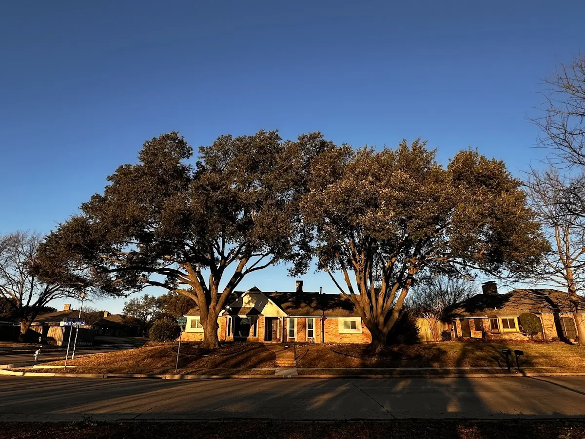 Established residential canopy tree shading a home in League City